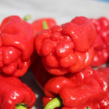 Chili Zou-Pi (Sharpei) (Schärfe 6) (Samen)