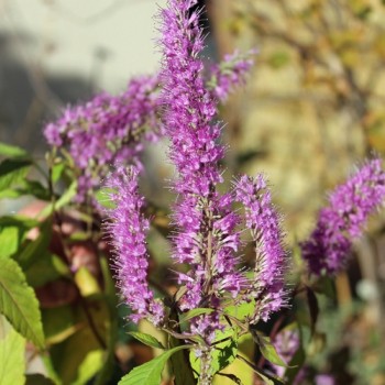 Chinesischer Gewürzstrauch violett (Pflanze)