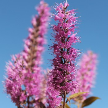 Chinesischer Gewürzstrauch violett (Pflanze)