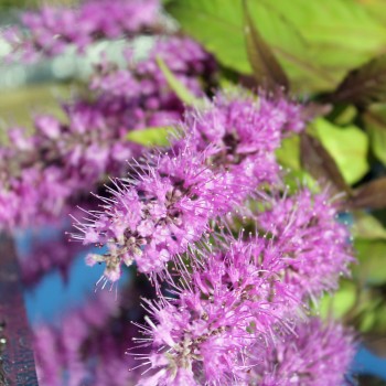 Chinesischer Gewürzstrauch violett (Pflanze)