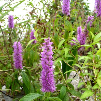 Chinesischer Gewürzstrauch violett (Pflanze)