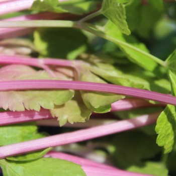 Chinesischer Sellerie Chinese Pink (Samen)