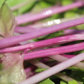 Chinesischer Sellerie Chinese Pink (Samen)