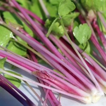 Chinesischer Sellerie Chinese Pink (Samen)
