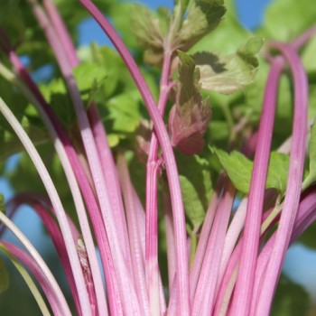 Chinesischer Sellerie Chinese Pink (Samen)