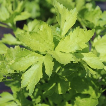 Chinesischer Sellerie Yellow Stem (Samen)