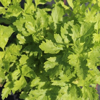 Chinesischer Sellerie Yellow Stem (Samen)