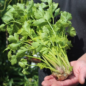 Chinesischer Sellerie Yellow Stem (Samen)