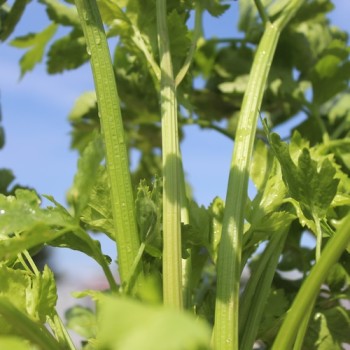 Chinesischer Sellerie Yellow Stem (Samen)