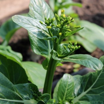 Choi Sum Big Buds (Samen)