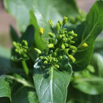 Choi Sum Big Buds (Samen)