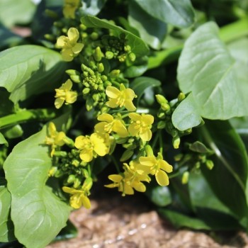 Choi Sum Big Buds (Samen)