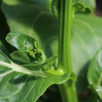 Choi Sum Big Buds (Samen)