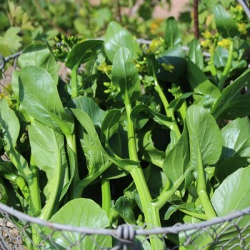 Choi Sum Big Buds (Samen)