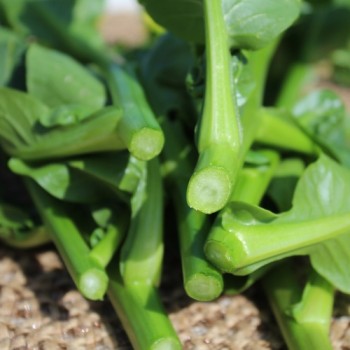 Choi Sum Big Buds (Samen)