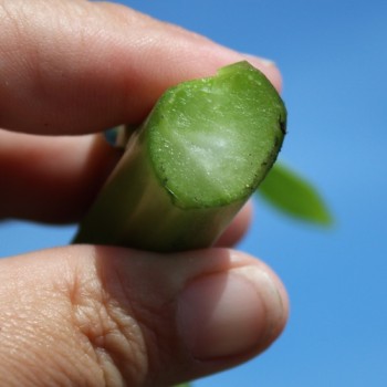 Choi Sum Big Buds (Samen)