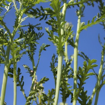 Chop Suey Long Stem (Samen)