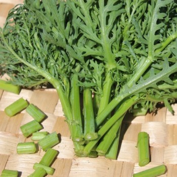 Chop Suey Long Stem (Samen)