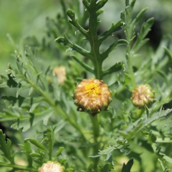 Chop Suey Long Stem (Samen)