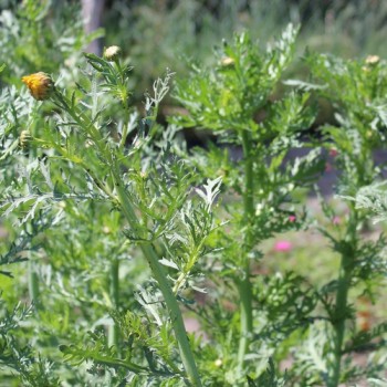Chop Suey Long Stem (Samen)