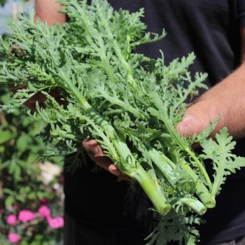 Chop Suey Long Stem (Samen)