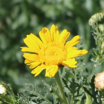 Chop Suey Long Stem (Samen)