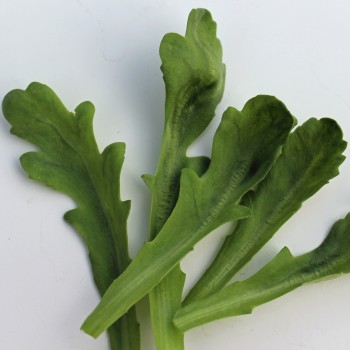 Chop Suey Round Leaf (Samen)