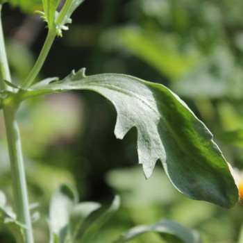 Chop Suey Round Leaf (Samen)