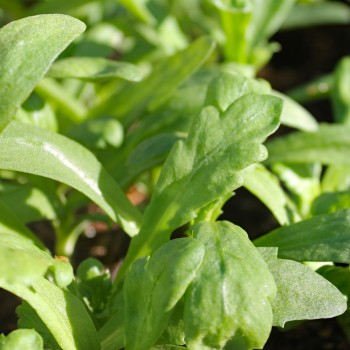 Chop Suey Round Leaf (Samen)