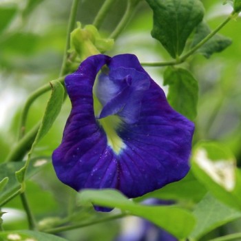 Neu! Clitoria (Samen)