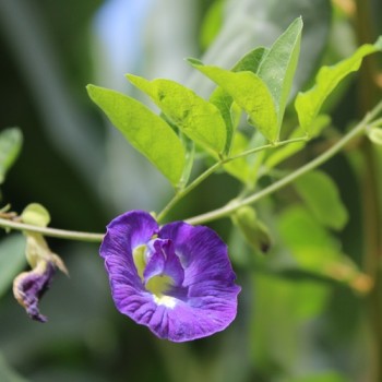 Neu! Clitoria (Samen)