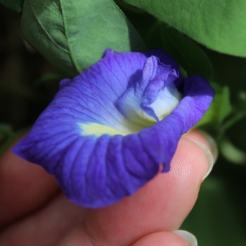 Neu! Clitoria (Samen)