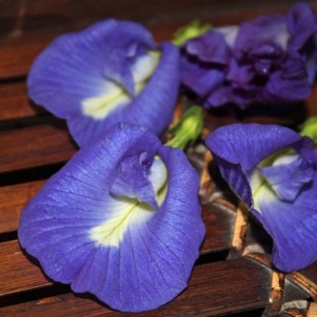Neu! Clitoria (Samen)