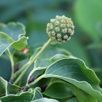 Fruchthartriegel Girard Nana (Pflanze)