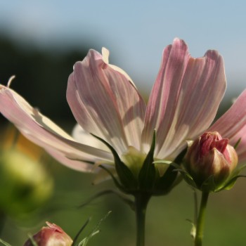 Cosmos Apricot Lemonade (Samen)