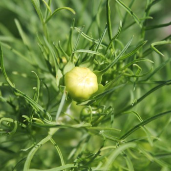 Cosmos Apricot Lemonade (Samen)