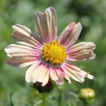 Cosmos Apricot Lemonade (Samen)