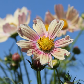 Cosmos Apricot Lemonade (Samen)