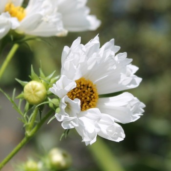 Cosmos Double Dutch White (Samen)