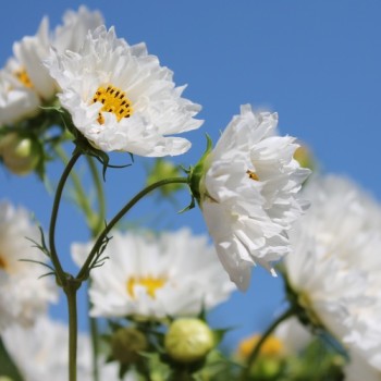 Cosmos Double Dutch White (Samen)