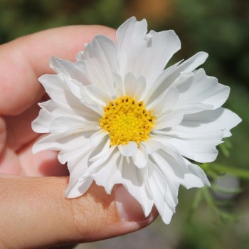 Cosmos Double Dutch White (Samen)