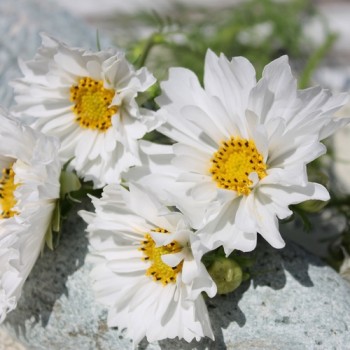 Cosmos Double Dutch White (Samen)