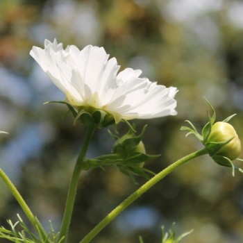 Cosmos Double Dutch White (Samen)
