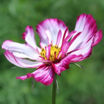 Cosmos Fizzy Rose Picotee (Samen)
