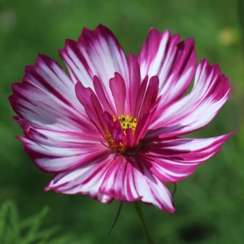 Cosmos Fizzy Rose Picotee (Samen)