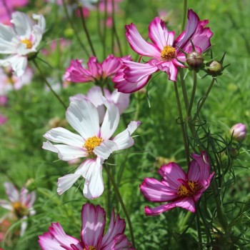 Cosmos Fizzy Rose Picotee (Samen)