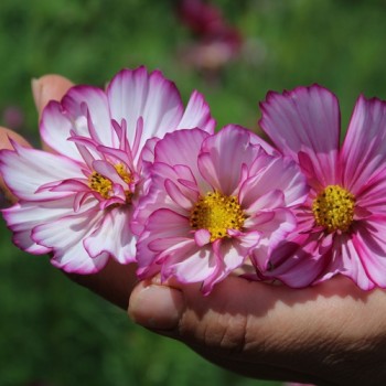 Cosmos Fizzy Rose Picotee (Samen)