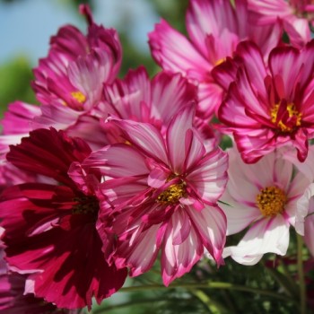 Cosmos Fizzy Rose Picotee (Samen)