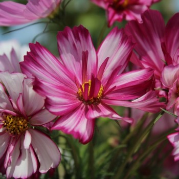 Cosmos Fizzy Rose Picotee (Samen)