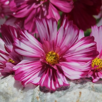 Cosmos Fizzy Rose Picotee (Samen)